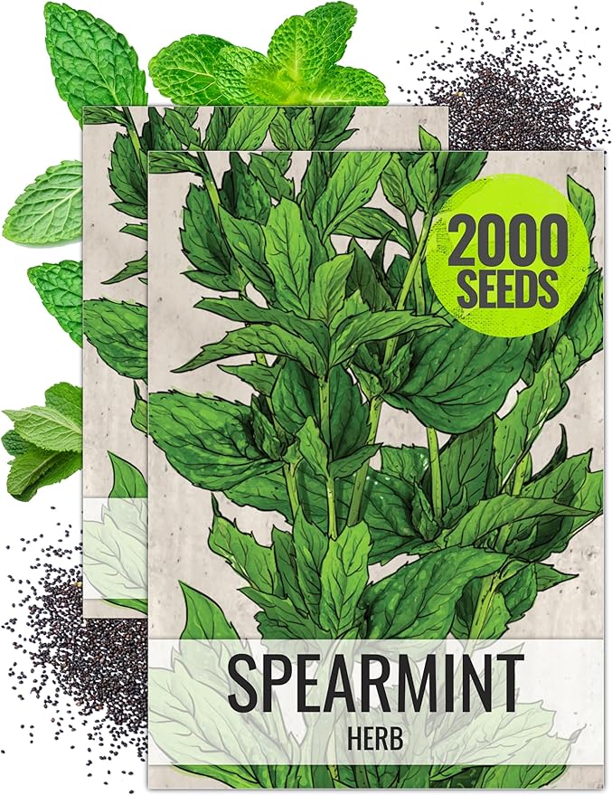 Seed Needs Mint Seeds for Planting Spearmint Herbs - Non-GMO Heirloom & Untreated Perennial Herb Seed to Plant a Home Grown Herb Garden Indoors or Outdoors (2 Packs)