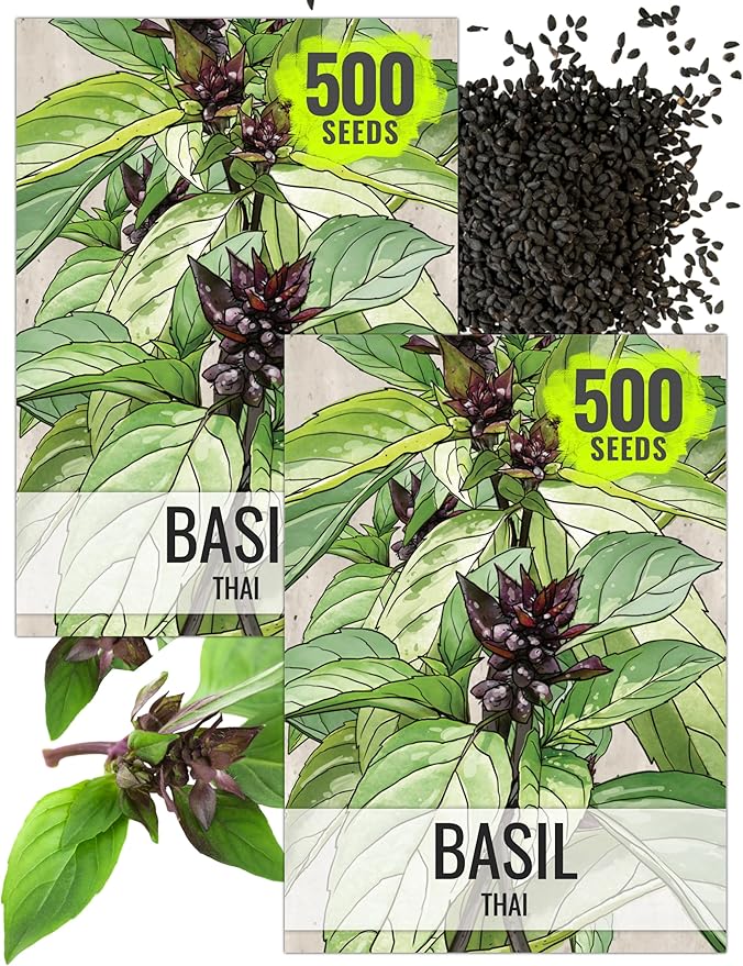 Seed Needs Basil Seeds for Planting Thai Basil Herbs - Non-GMO Heirloom & Untreated Herb Seed to Grow a Fresh Indoor or Outdoor Home Grown Culinary Garden (2 Packs)