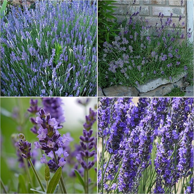 Seed Needs Lavender Seeds for Planting a Variety of Lavandula Plants - Non-GMO Heirloom & Untreated Herb Seed to Plant an Outdoor Home Grown Lavender Garden - Medicinal/Culinary (4 Packs)