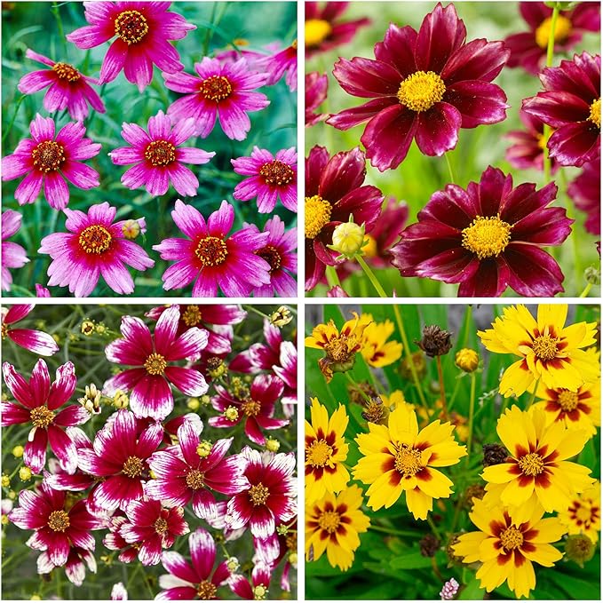 2000+Dwarf Coreopsis Wild Flower Seeds for Planting Outdoor-Perennial Coreopsis Plants Bloom Garden Home Non-GMO Heirloom