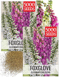 Seed Needs Gloxiniaeflora Foxglove Seeds for Planting Mixed Fox Gloves - Heirloom & Open Pollinated Flowers to Plant an Outdoor Butterfly Garden with Colorful Wildflowers (2 Packs)