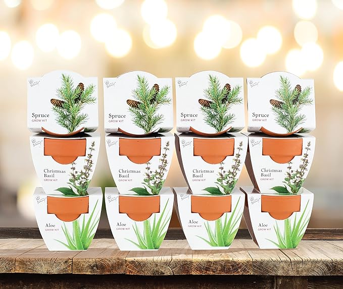 BUZZY Seeds Radiant Collection 12-Pack – All-in-One Mini Terracotta Seed Starter Kit for Herbs, Succulents, and Trees, Includes Aloe, Christmas Basil, and Spruce Seeds, Perfect Gardening Gift
