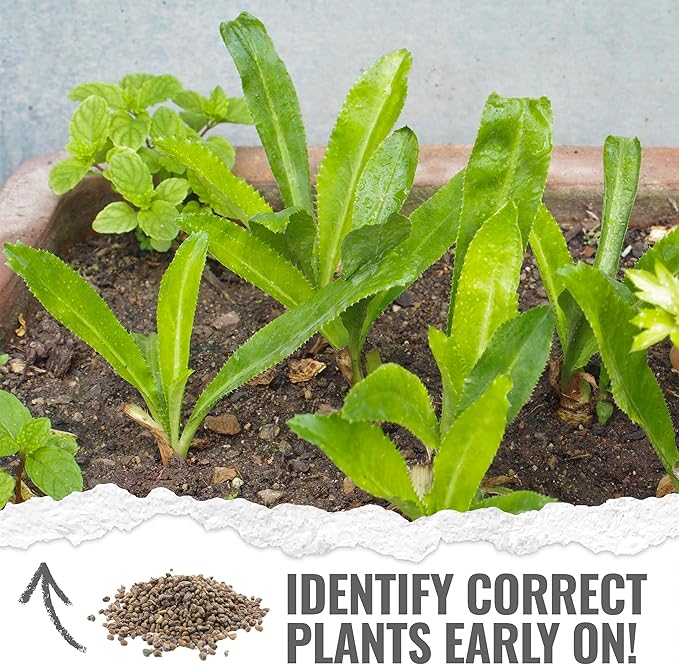 Seed Needs Culantro Seeds for Planting Mexican Coriander - Non-GMO Heirloom & Untreated Culinary/Medicinal Herbs to Grow an Indoor/Outdoor Herb Garden (5 Packs)