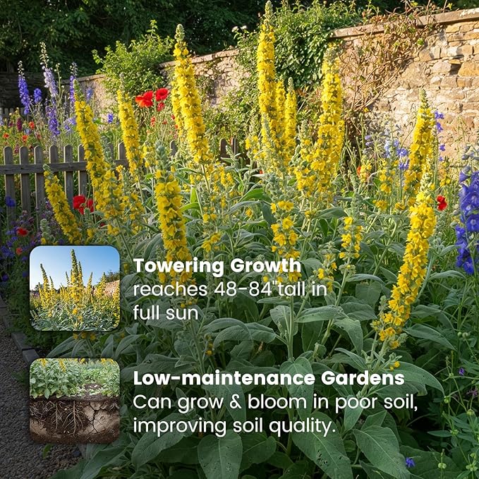 10,000+ Mullein Seeds for Planting(Verbascum Thapsus), Organic Heirloom Flower Seeds for Pollinator Gardens, Medicinal Herbs, Landscaping, Easy to Grow, Indoor Outdoor Growing