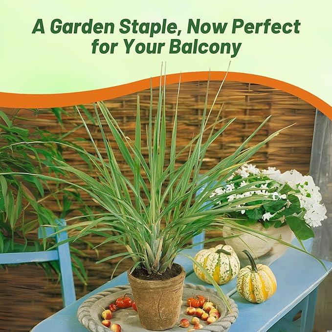 Outsidepride Lemon Grass Seeds for Planting - 1000 Perennial Seeds, Mosquito Repellent, Deer Proof, Citronella Grass for Culinary and Ornamental Use, Blue-Green Foliage, Lemon Grass Live Plant