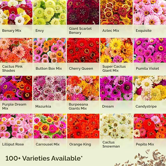 Eden Brothers Zinnia Seeds - Miss Willmott, Non-GMO Seeds for Planting, Packet | Low-Maintenance Flower Seeds, Plant During Spring, Zones 3, 4, 5, 6, 7, 8, 9, 10