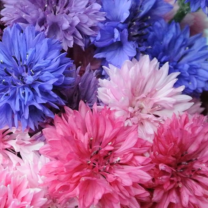 TomorrowSeeds - Cotton Candy Mix Tall Bachelor Button Seeds - 1000+ Count - for 2026 Planting Centaurea Multicolor Heirloom Tall Cornflower Flower Bouquet Edible Boutonniere Basket Corn Grow Your Own