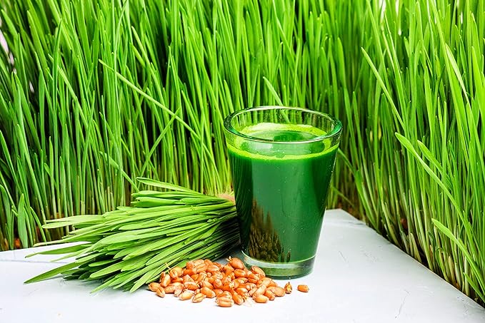 Complete Chicken Wheat Grass Fodder Grow Kit. 10x20 Grow Container, (3X) Jute Grow Medium Cloth and Wheatgrass Seeds. Harvest in 10 Days. Keto (Reload 3X Grow Pads and Seeds -NO Trays)