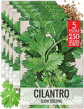 Seed Needs Cilantro Seeds for Planting Coriander Kitchen Herbs - Non-GMO Heirloom & Untreated - Grow a Home Grown Herb Garden Indoors or Outdoors (5 Packs)
