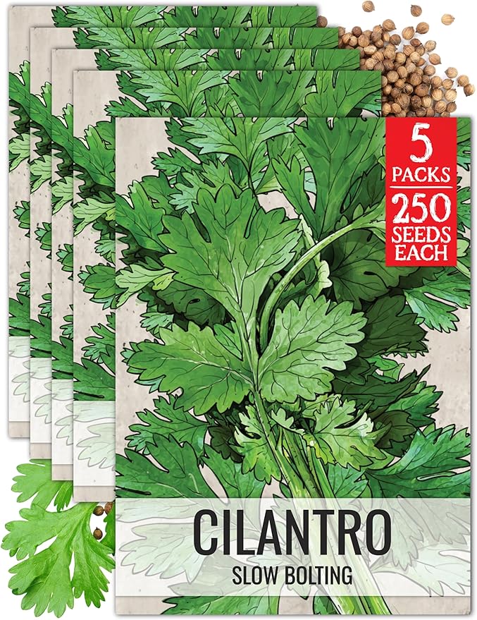 Seed Needs Cilantro Seeds for Planting Coriander Kitchen Herbs - Non-GMO Heirloom & Untreated - Grow a Home Grown Herb Garden Indoors or Outdoors (5 Packs)