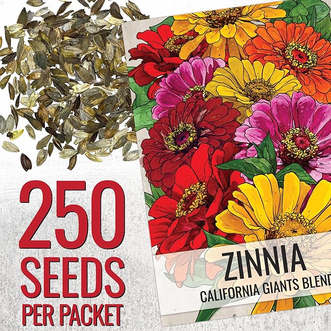 Seed Needs Zinnia Seeds for Planting California Giants Zinnias Blend - Heirloom & Open Pollinated Flowers to Grow an Outdoor Wildflower Butterfly Garden to Attract Pollinators (2 Packs)