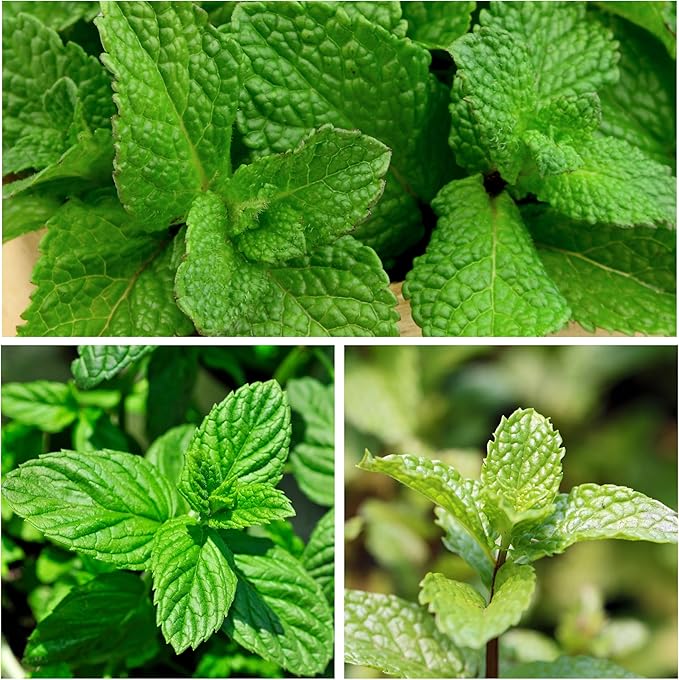 Seed Needs Mint Seeds for Planting Spearmint Herbs - Non-GMO Heirloom & Untreated Perennial Herb Seed to Plant a Home Grown Herb Garden Indoors or Outdoors (5 Packs)