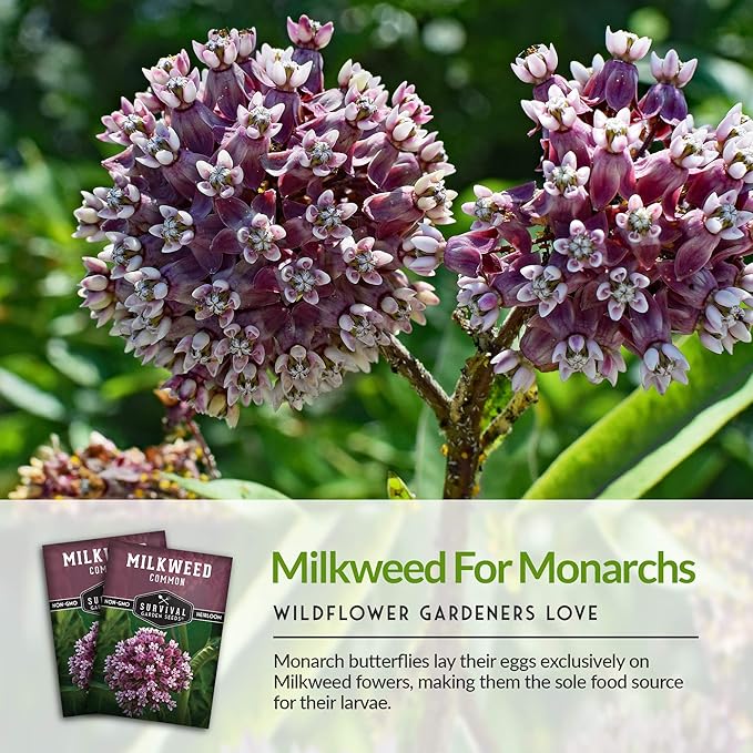 Common Milkweed Seeds for Planting - 1 Packet with Instructions Grow Asclepias Syriaca Wildflowers - Attract Monarch Butterflies & Help Conservation Non-GMO Heirloom Variety - Survival Garden Seeds