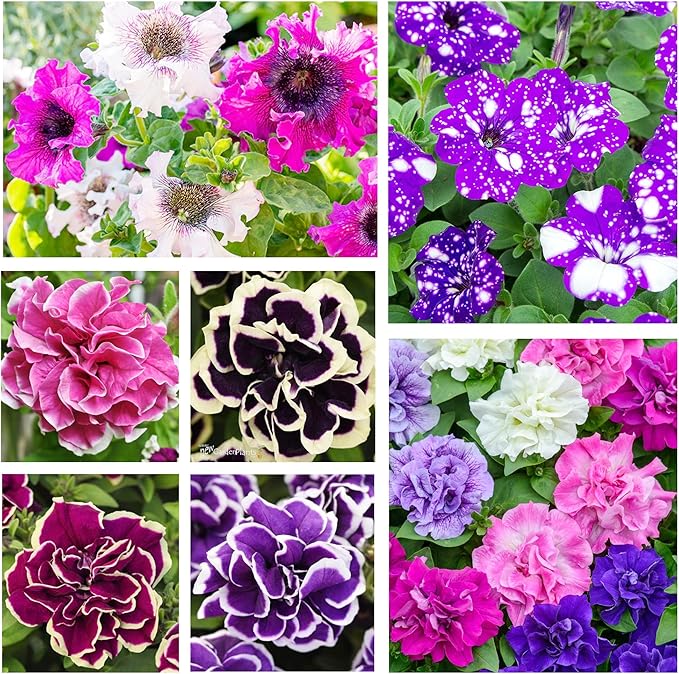 250+ Mixed Petunia Hybrida Flower Seed for Planting Outdoor Non GMO