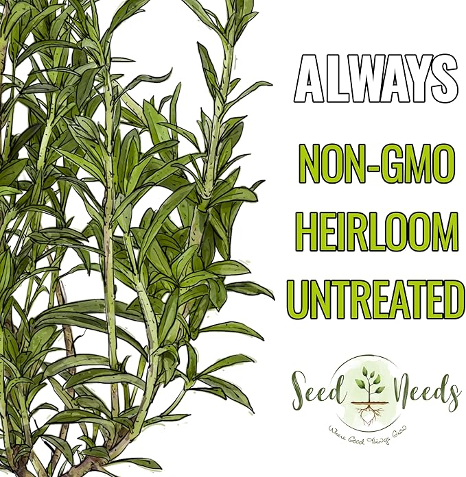 Seed Needs Summer Savory Seeds for Planting Herbs - Non-GMO Heirloom & Untreated Annual Herb Seed to Plant a Culinary Kitchen Garden Indoors or Outdoors (1 Pack)