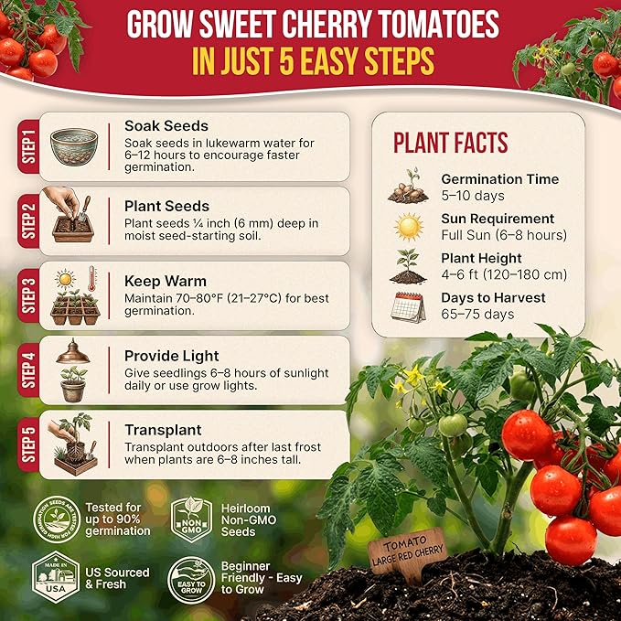 Tomato Large Cherry Seeds Pack 0.8 G - Over 300 of Non-GMO Heirloom Tomato Seeds for Planting Vegetables in Individual Seed Packet, Vegetable Seeds for Planting Home Garden Indoor & Outdoor Gardening