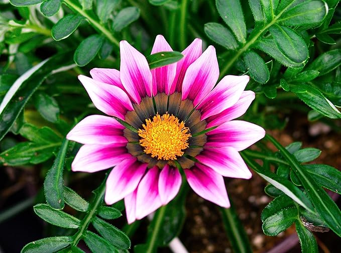 Showy Gazania Flower Mix Perennial 100+ Seeds for Planting Non-GMO Treasure Flower African Daisy