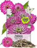 Seed Needs Zinnia Seeds Purple Prince Variety Fast Blooming | 5,000+ Heirloom & Open Pollinated Seeds | Annual Cut Flowers Large Blooming | Bulk