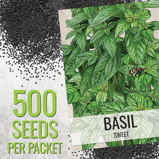 Seed Needs Genovese Basil/Lemon Basil Seeds for Planting Fresh Kitchen Herbs - Non-GMO Heirloom & Untreated Annual Herb Seed to Plant a Culinary Garden Indoors or Outdoors