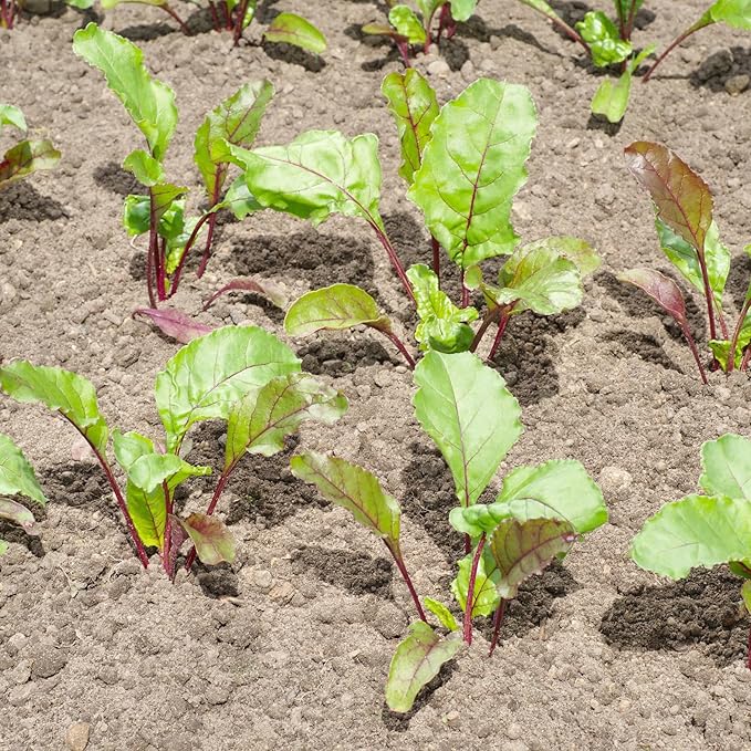 Seed Needs Rainbow Beet Seeds for Planting 8 Varieties | 1,500+ Heirloom Seeds Beet Beta Vulgaris Non GMO Untreated | Great Home Garden Favorites Vegetable Beet Seed | Bulk
