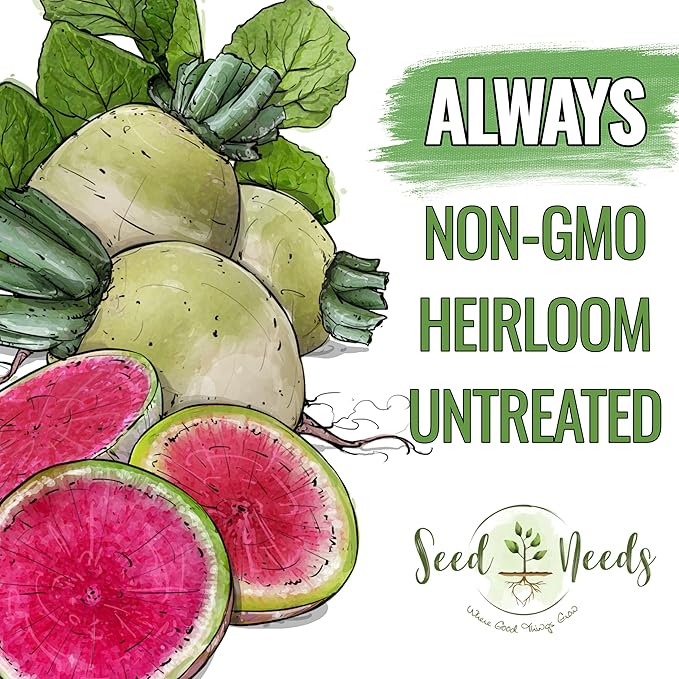 Seed Needs Radish Seeds for Planting Watermelon Radishes - Non-GMO Heirloom & Untreated - Grow a Home Grown Vegetable Garden - Cool Weather Crops (1 Pack)