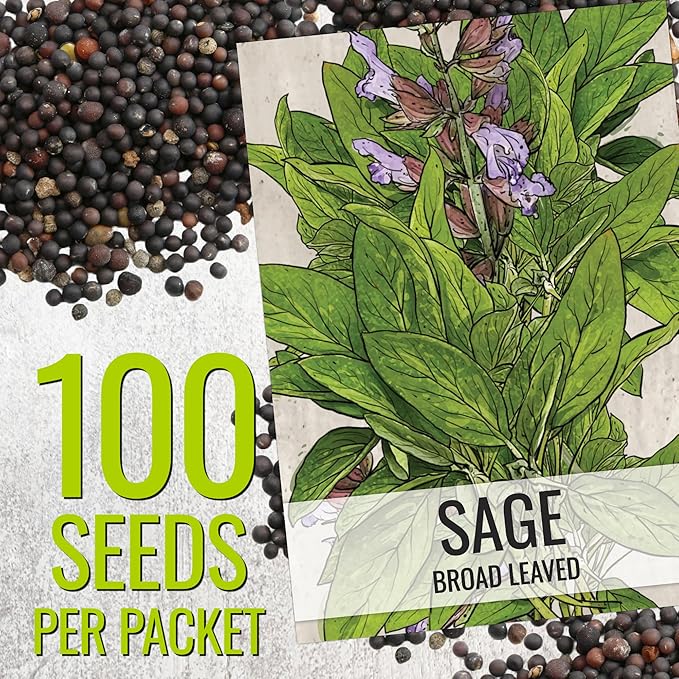 Seed Needs Sage Seeds for Planting Broad Leaved Herbs - Non-GMO Heirloom & Untreated Culinary Herb Seed to Plant a Home Grown Garden Indoors or Outdoors (1 Pack)