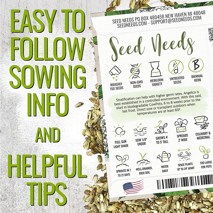 Seed Needs Angelica Seeds for Planting Angelica archangelica - Non-GMO Heirloom & Untreated Medicinal Herbs to Grow an Indoor or Outdoor Home Grown Garden (5 Packs)