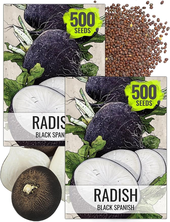 Seed Needs Radish Seeds for Planting Black Spanish Radishes - Non-GMO, Heirloom & Untreated - Grow a Home Grown Vegetable Garden - Cool Weather Crops (2 Packs)
