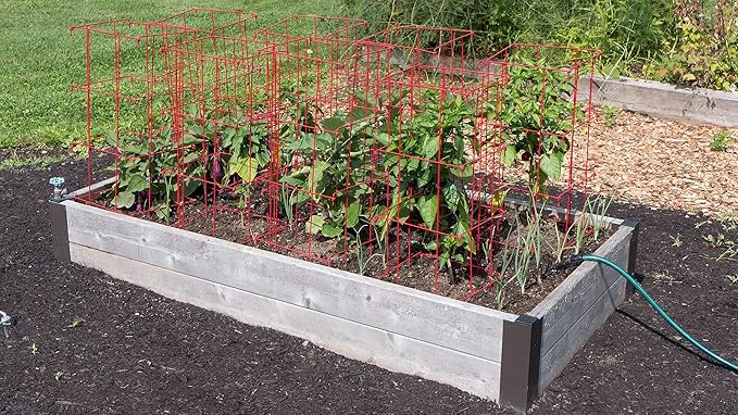 Gardeners Supply Company Pepper and Eggplant Cages Plant Stand | Heavy Gauge Sturdy Garden Plants Support for Eggplants Peppers and Other Climbing Plants | No Assembly Needed | Green 24"H (Set of 3)