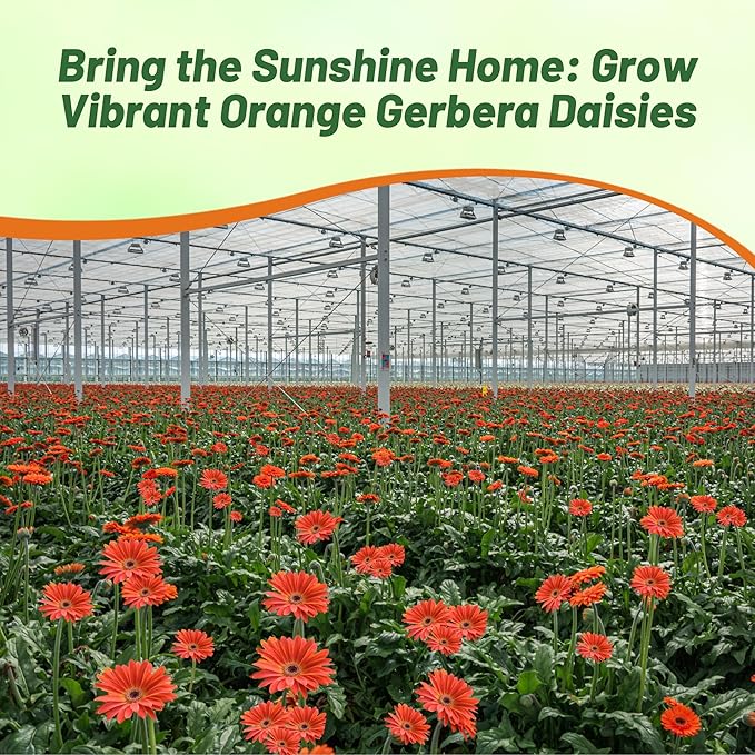 Outsidepride Pastel Orange Gerbera Seeds - 10 Pcs Perennial, Compact & Low Maintenance, Flower Seeds for Planting w/Vibrant Orange Blooms, Ideal for Garden Landscaping & Cut Flower Arrangements