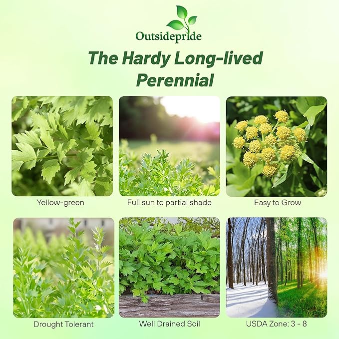Outsidepride Lovage Vegetable Seeds - 1000 Pcs. Perennial, Easy to Grow & Drought-Tolerant, Herb Seeds for Planting Edible & Vibrant Yellow-Green Blooms, Great for Xeriscaping & Pollinator Gardens