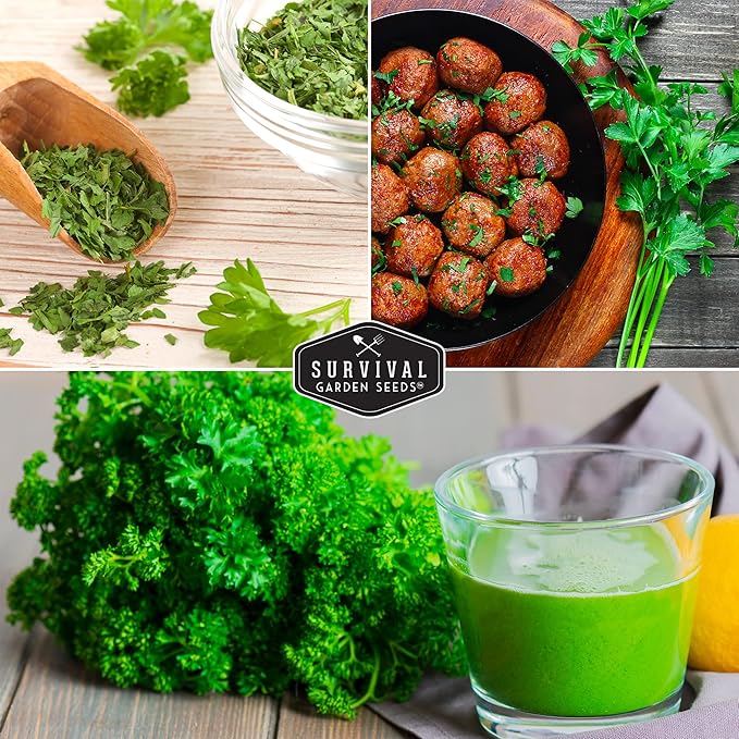 Parsley Seed Collection – 3 Varieties: Italian Giant, Curly, Flat Leaf Parsley Seeds for Planting Indoors or Outdoors – Non-GMO Heirloom Open-Pollinated Herbs – Survival Garden Seeds