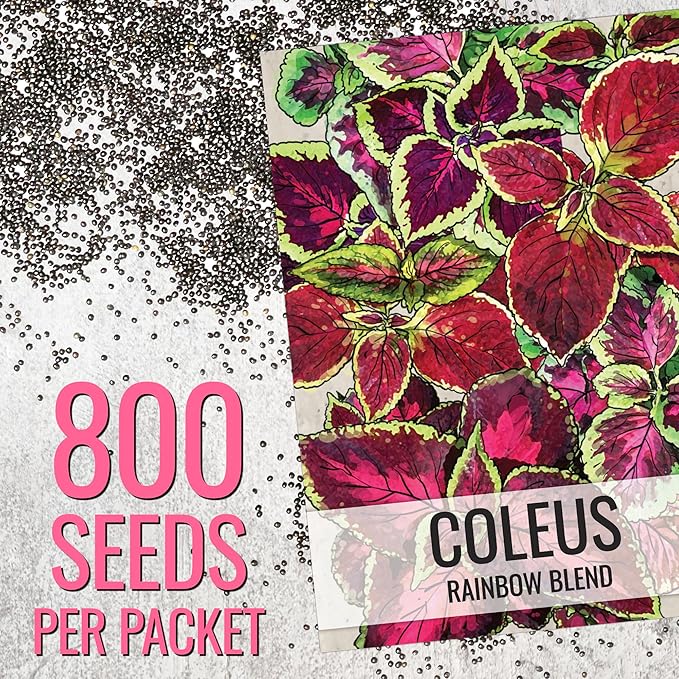 Seed Needs Coleus Seeds for Planting Rainbow Painted Nettle - Heirloom & Open Pollinated Mixed Flower Seed to Grow an Outdoor Butterfly Garden to Attract Pollinators (10 Packs)