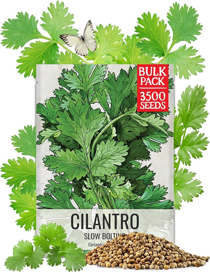 Seed Needs Cilantro Seeds for Planting Herb Seed | 3,500+ Non GMO Heirloom & Untreated Seeds | 1.5 Ounce Bulk Package Coriander Seed | Great for Hydroponics, Home Gardens or Grown as a Garnish