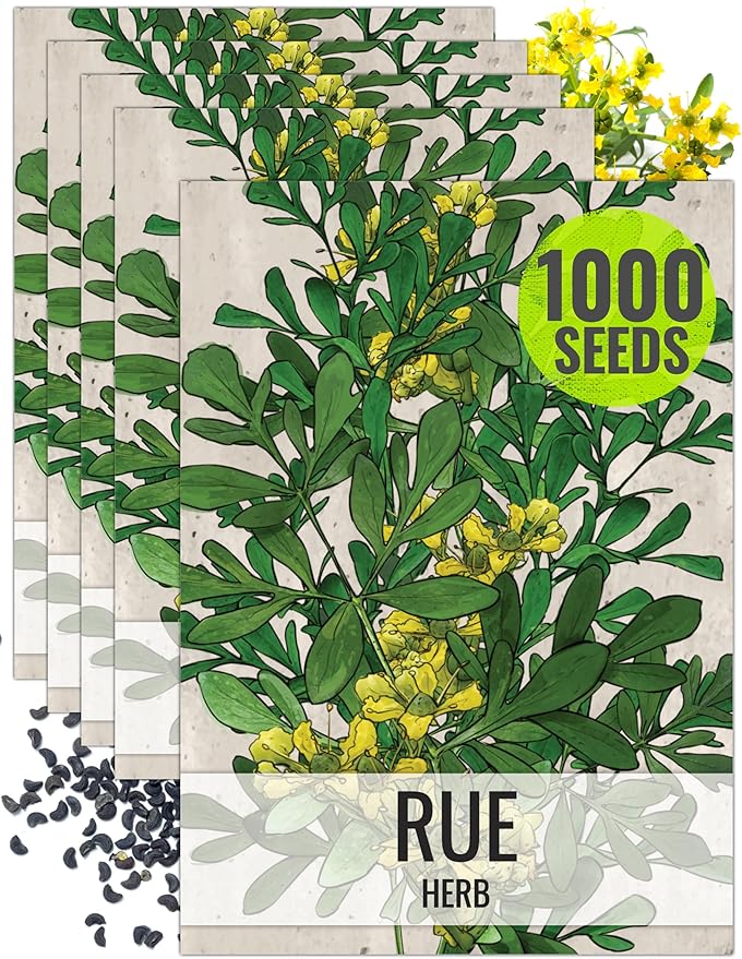 Seed Needs Rue Seeds for Planting Medicinal Herbs - Non-GMO Heirloom & Untreated Perennial Herb Seed to Plant a Home Grown Garden Indoors or Outdoors (5 Packs)