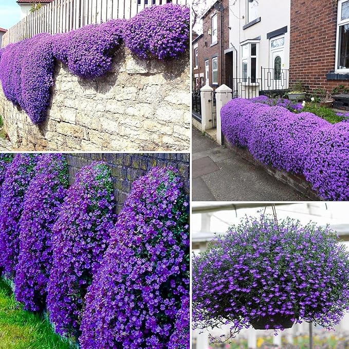 21000+ Creeping Thyme Seeds for Planting Outdoor -Perennial Thymus Serpyllum Magic Carpet Ground Cover Herb Plant in Home Garden Backyard Non-GMO