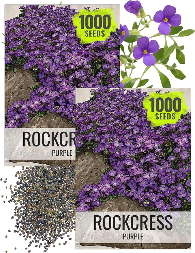 Seed Needs Purple Rockcress Seeds for Planting - Heirloom & Open Pollinated Perennial Flower Great for Rock Gardens, Groundcover, Attracts Pollinators (2 Packs)