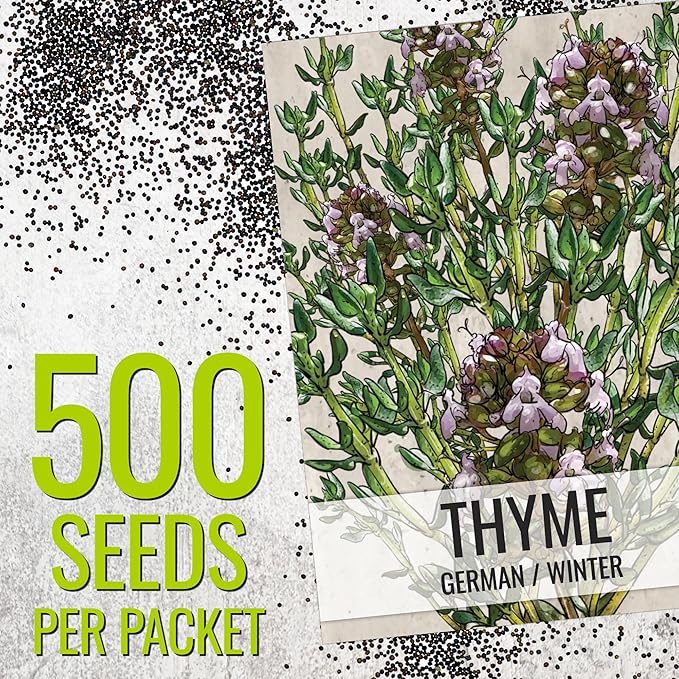 Seed Needs Thyme Seeds for Planting - Non-GMO Heirloom & Untreated Perennial Herb Seed to Plant a Culinary Kitchen Garden Indoors or Outdoors (2 Packs)