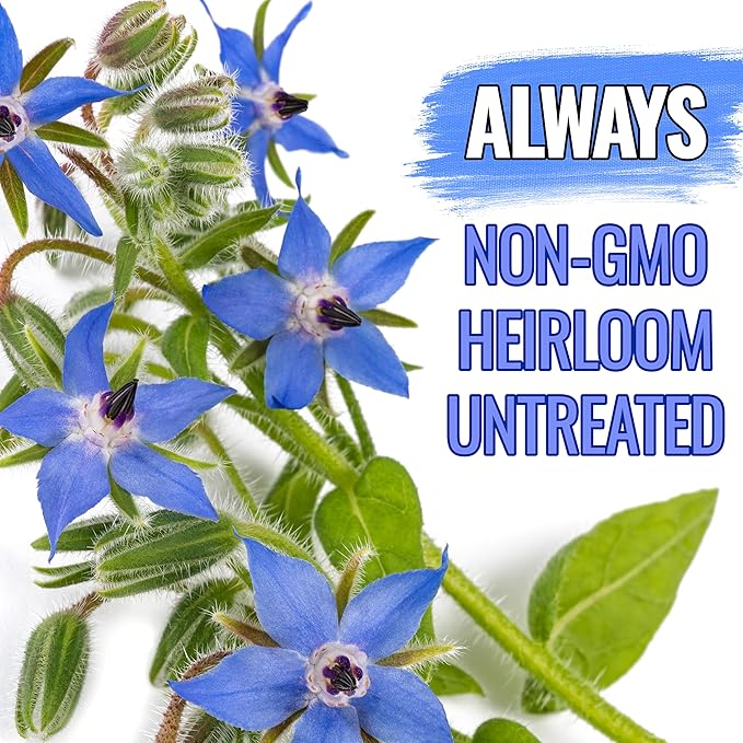 Seed Needs Borage Seeds for Planting Blue Star Flowers - Heirloom Non-GMO & Untreated - Plant a Home Grown Flowering Herb Garden Attract Bees, Butterflies & Other Pollinators (2 Packs)
