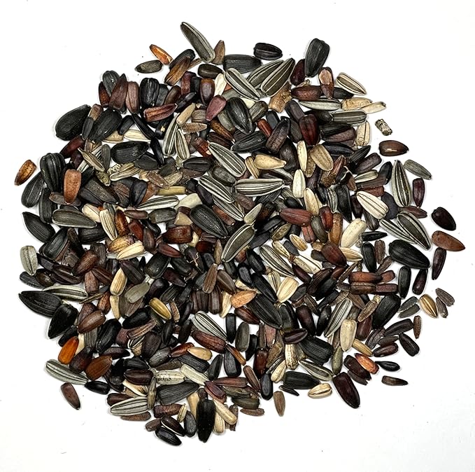 Seed Needs Sunflower Seeds to Plant The Original Crazy Blend | 500+ Heirloom Seeds 15+ Varieties Open Pollinated & Untreated | XL Packet Multicolored Blooms Flower Seed