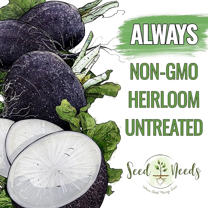 Seed Needs Radish Seeds for Planting Black Spanish Radishes - Non-GMO, Heirloom & Untreated - Grow a Home Grown Vegetable Garden - Cool Weather Crops (2 Packs)
