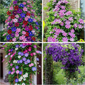 100Pcs Climbing Clematis Vine Seeds for Planting Mix Colors Clematis Plants - Large Blooms Perennial Flowers to Plant Outdoors