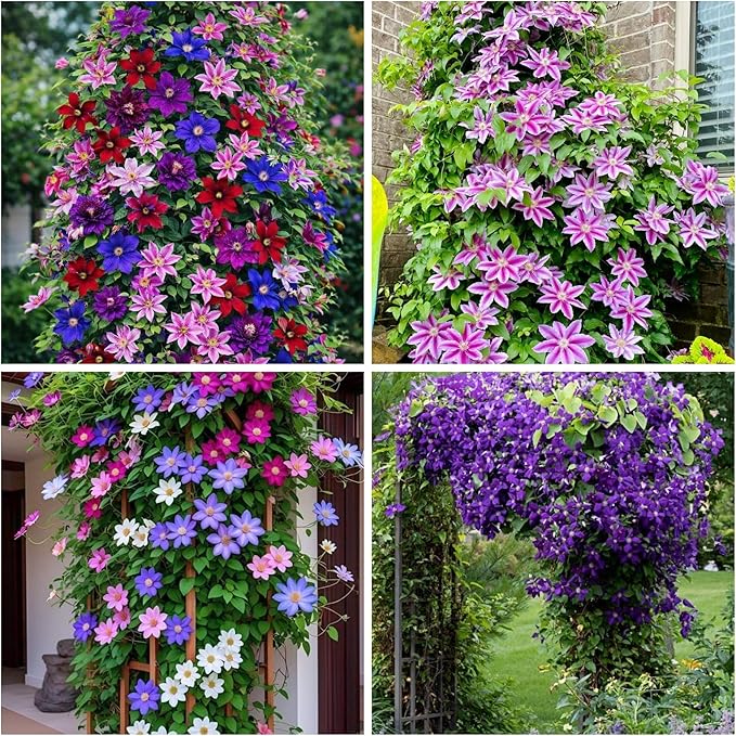 100Pcs Climbing Clematis Vine Seeds for Planting Mix Colors Clematis Plants - Large Blooms Perennial Flowers to Plant Outdoors