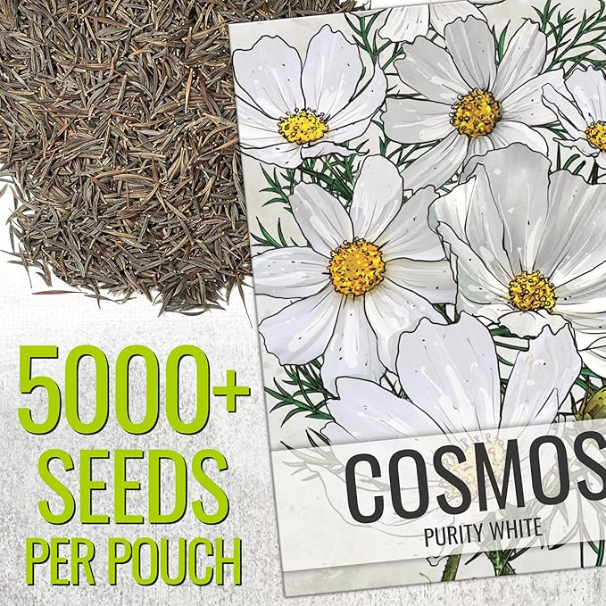 Seed Needs Cosmos Seeds White Purity Variety Flowering Seed | 5,000+ Heirloom Seeds Cosmo Bipinnatus Wildflowers | Large White Blooms Attract Butterflies & Pollinators | Bulk