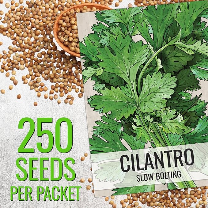 Seed Needs Cilantro Seeds for Planting Coriander Kitchen Herbs - Non-GMO Heirloom & Untreated - Grow a Home Grown Herb Garden Indoors or Outdoors (20 Packs)