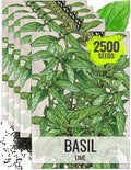 Seed Needs Lime Basil Seeds for Planting - Non-GMO Heirloom & Untreated Culinary Herb Seed to Plant an Indoor or Outdoor Home Grown Kitchen Garden (5 Packs)