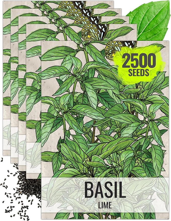 Seed Needs Lime Basil Seeds for Planting - Non-GMO Heirloom & Untreated Culinary Herb Seed to Plant an Indoor or Outdoor Home Grown Kitchen Garden (5 Packs)