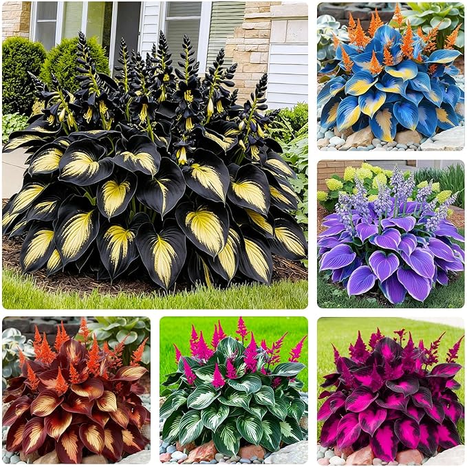 170+ Mix Hosta Seeds for Planting - Perennial Shade Garden Plant Seeds