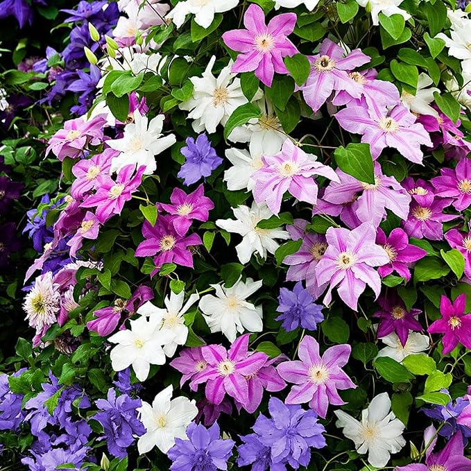100Pcs Climbing Clematis Vine Seeds for Planting Mix Colors Clematis Plants - Large Blooms Perennial Flowers to Plant Outdoors