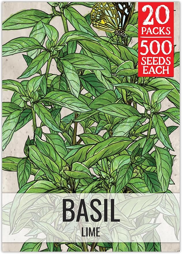 Seed Needs Lime Basil Seeds for Planting - Non-GMO Heirloom & Untreated Culinary Herb Seed to Plant an Indoor or Outdoor Home Grown Kitchen Garden (20 Packs)